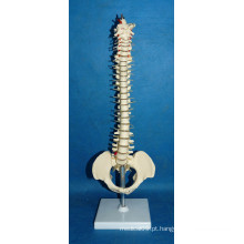 Modelo de coluna de vértebra humana de alta qualidade com pelve (R020718)